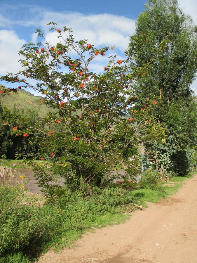 Wayqi Wasi Guest House Pisac Exterior photo